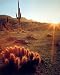 Southwestern Cactus Sunset Landscape Picture Art Print
