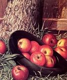 12X16 inch Prentice Levi Still Life of Apples in a Hat Canvas Art