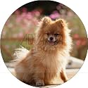 POMERANIAN DOG on DECKING Fridge Magenet
