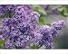 Photographic Prints of Lilac (Syringa vulgaris) from Science Photo Library