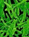 Wallmonkeys Peel and Stick Wall Decals - Proprionibacterium Acnes Bacteria Which Cause Acne - Removable Graphic