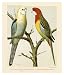 PALE HEADED ROSE HILL PARROTS 11.75