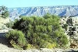 Nevada Mormon Tea - 20 Seeds - Ephedra