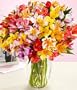 100 Blooms of Peruvian Lilies