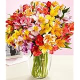 100 Blooms of Peruvian Lilies
