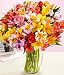 100 Blooms of Peruvian Lilies