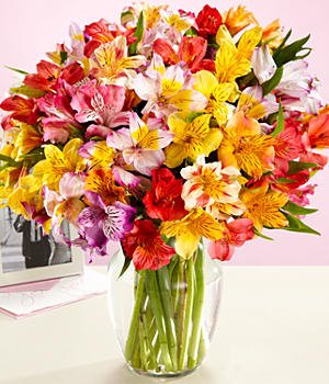 100 Blooms of Peruvian Lilies