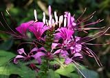 Cleome Spider Plant  – Cleome hassleriana – 250 Seeds + *Free Seeds*