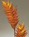 Heliconia on a 12 inch stem, Package of 2 - Autumn