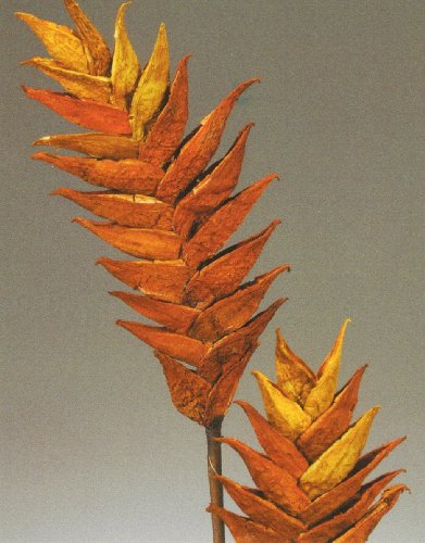 Childrens Toyshop  Outdoor Living : Heliconia on a 12 inch stem, Package of 2 - Autumn