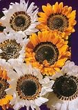Monarch of the Veldt 180 Seeds - Venedium