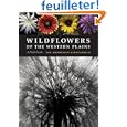 gaillardia Wildflowers of gaillardia Wildflowers of