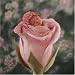 Anne Geddes 57962 - Rosenkind, quadratisch gestaltet, Puzzle 500 Teile
