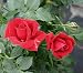Kletterrose 