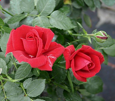 Kletterrose