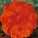 Begonia Double Orange Bulbs (3 in pack)