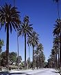 Beverly Hills 'Millionaires' Row' Photograph - Beautiful 16"x20" Photographic Print by Carol M. Highsmith