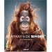 Portraits de singes