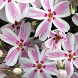 51UhWS71JlL. SL160  Candy Stripe Creeping Phlox Perennial   Potted