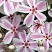 Candy Stripe Creeping Phlox Perennial -Potted-4 Plants