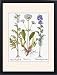 Framed Prints of VALERIAN FLOWERS, 1613. White Jacobs Ladder (Greek Valerian), Cretan from Granger Art on Demand