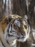 Portrait of an Adult Male Siberian Tiger Photographic Poster Print, 30x40