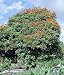 African Tulip Tree 25 Seeds - Spathodea campanulata
