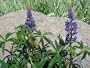 Perennial Lupine Seeds -100 Seeds in Each Packet with Free Shipping