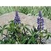 Perennial Lupine Seeds -100 Seeds in Each Packet with Free Shipping
