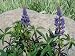 Perennial Lupine Seeds - 600 Seeds in Each Packet with Free Shipping