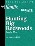Hunting Big Redwoods (From The Atlantic Archives)