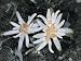 High Angle View of Edelweiss Flowers (Leontopodium Alpinum) Photographic Poster Print by M. Giovanoli, 12x16
