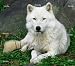 Peel and Stick Wall Graphic - Artic Wolf wall graphics