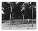Historic Print (L): [Rubber plantations, Java?, 1914]: 3-year-old trees, Soengei Sikassim Estate
