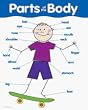 Chart Parts Of The Body