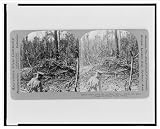 Historic Print (S): Holes torn out by hugh shells. Where our boys fought in Belleau Woods, France