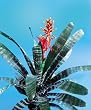 Aechmea Chantinii
