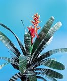 Aechmea Chantinii