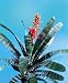 Aechmea Chantinii