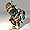 Fable Ii Image #13 Fable Ii Image #13
