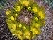 Detail of Blooming Yellow Flowers of Barrel Cactus Plant (Ferocactus Acanthodes), Mojave Desert Photographic Poster Print by Jeff Foott, 30x40