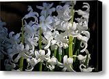 51Ujixn2rcL. SL160  White Hyacinth Blooms Canvas Print / Canvas Art   Artist Teresa Mucha