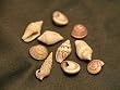 Dollhouse Miniature Sea Shells