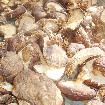 乾燥椎茸70g【国産】【しいたけ】【シイタケ】【通販】