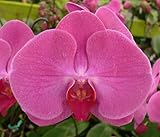Dtps. I-Hsin New Girl 'KH5250'