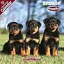 2009 Rottweiler Puppies Wall Calendar