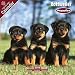 2009 Rottweiler Puppies Wall Calendar