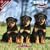 2009 Rottweiler Puppies Wall Calendar