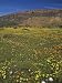 Annual Spring Wildlflower Carpets, Biedouw Valley, Western Cape, South Africa, Africa...