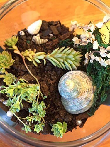 A Vintage Inspired Sedum Succulent Terrarium in a repurposed lantern- beautiful low maintenance gift